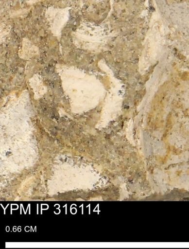 undet. Mollusca