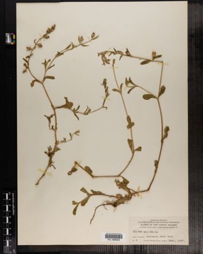 Plantae