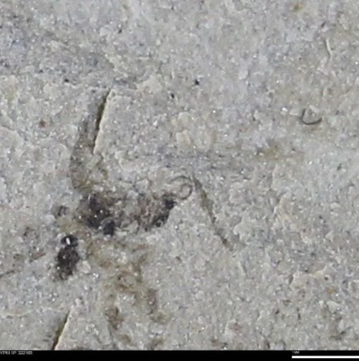 undet. Insecta