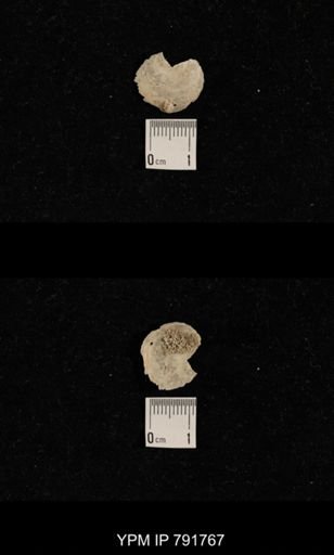 undet. Brachiopoda