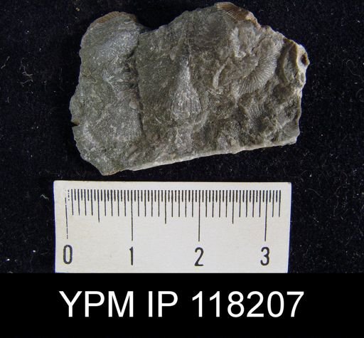 Dalmanella elegantula submedia