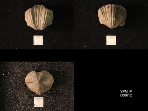Platystrophia ponderosa