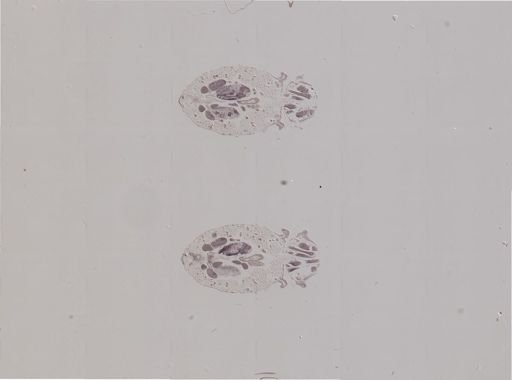 Rhopalosiphum nymphaeae