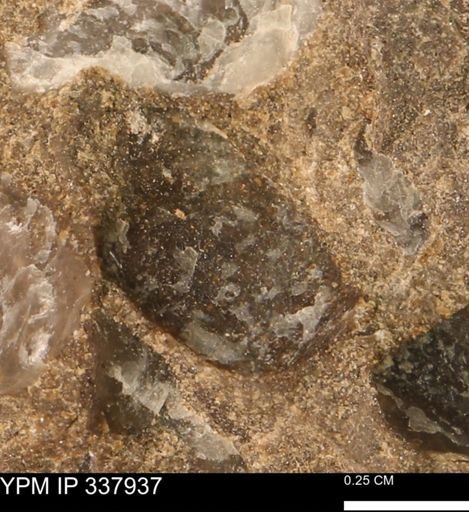 undet. Bivalvia
