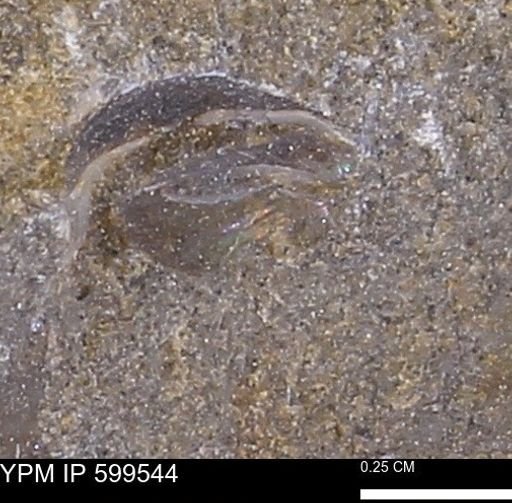Protocardia subquadrata