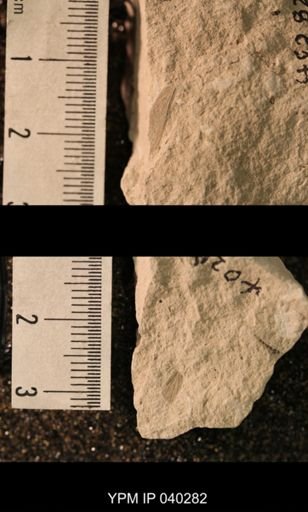 Hexapoda