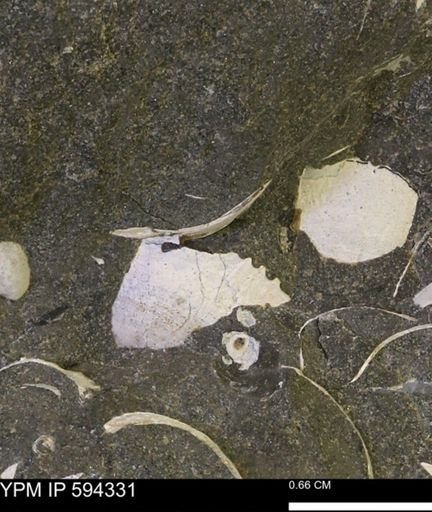 undet. Bivalvia