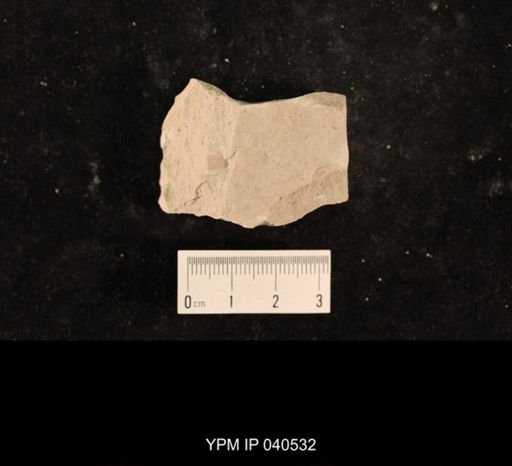 Liomopteridae