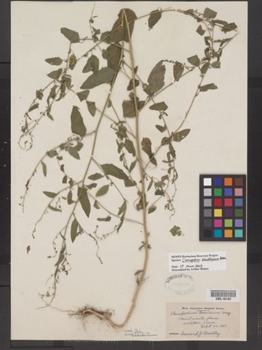 Chenopodium standleyanum