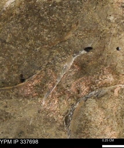 undet. Mollusca