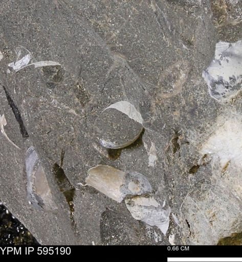 Protocardia sp.