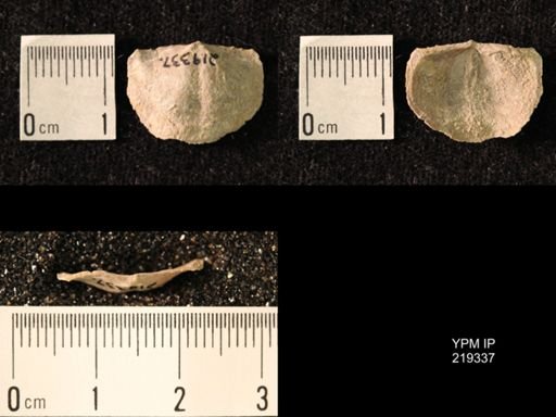 Chonetes granulifer