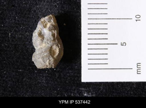 Goniobasis ortmanni