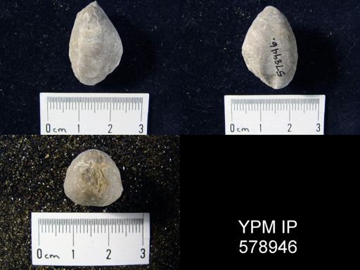 Dielasma sp.