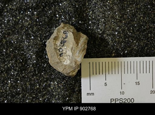 undet. Gastropoda
