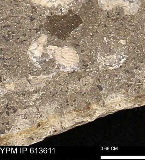 Scaphites sp.