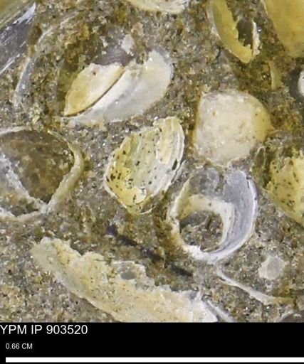 Corbulamella sp.
