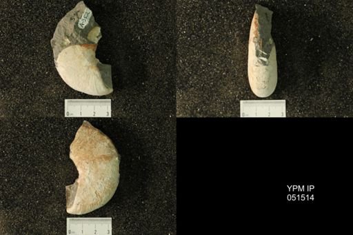 Hoploscaphites nicolletii