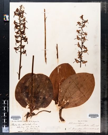 Platanthera orbiculata