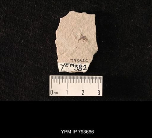 undet. Hexapoda