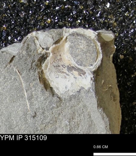 undet. Gastropoda