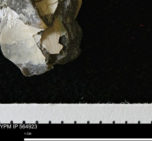 undet. Ammonoidea