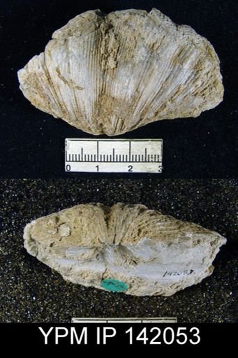 Spirifer musakheylensis