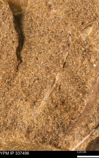 Mollusca