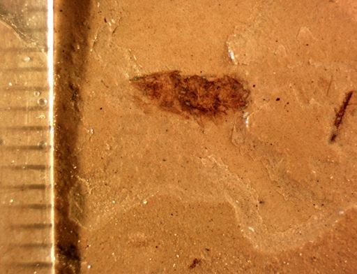 undet. Auchenorrhyncha