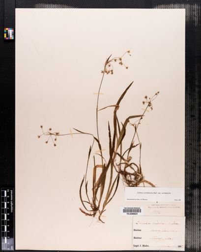 Luzula acuminata