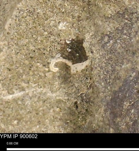 undet. Mollusca