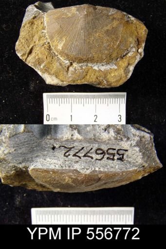 Multicostella sp.