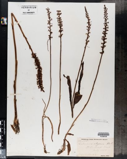 Plantae