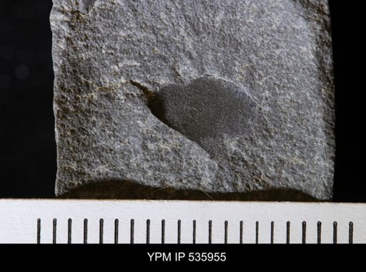undet. Eurypterida