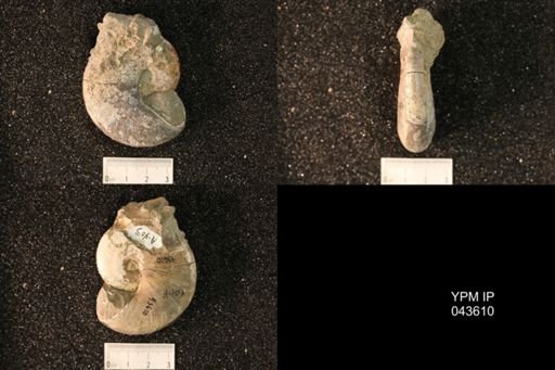 Hoploscaphites nicolletii