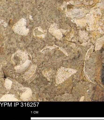 undet. Mollusca
