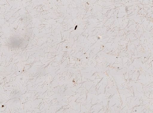 Niphates erecta