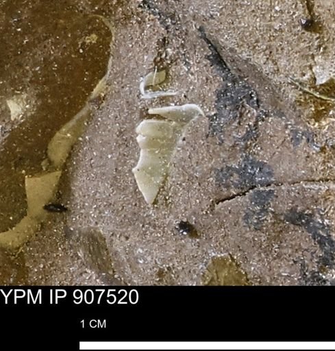 undet. Mollusca