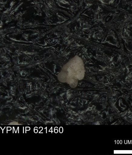 undet. Foraminiferida