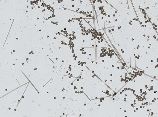 Geodia sp.