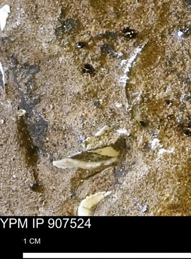 undet. Mollusca