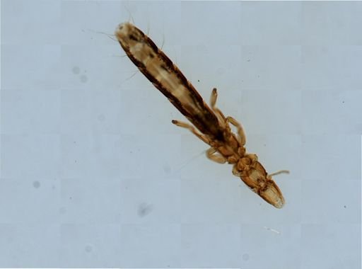 Columbicola columbae