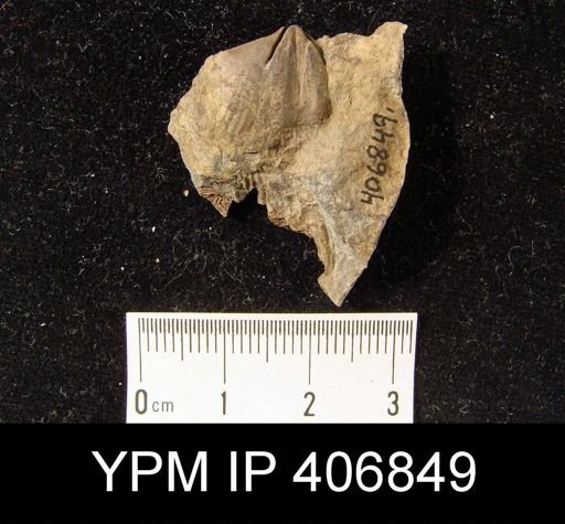 Platyrachella sp.