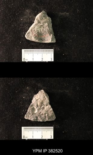 Spirifer cameratus