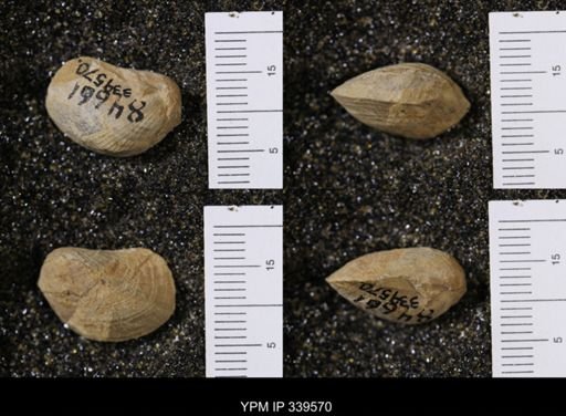 Pholadomya subventricosa