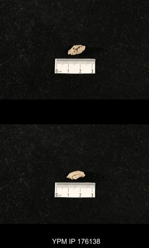 Girtycoelia sp.