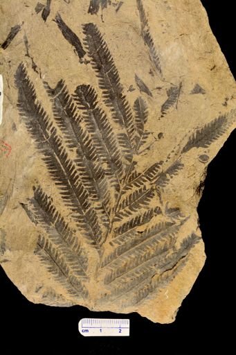 Calcaropteris boeselii