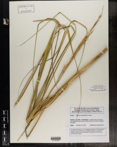 Plantae