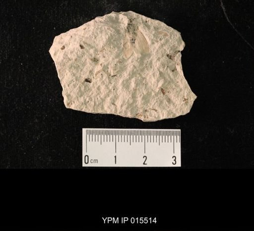 Probnis speciosa