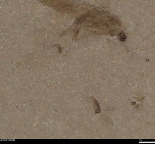 undet. Insecta